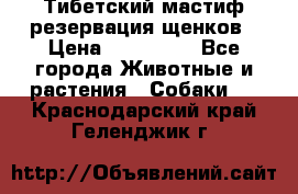 Тибетский мастиф резервация щенков › Цена ­ 100 000 - Все города Животные и растения » Собаки   . Краснодарский край,Геленджик г.